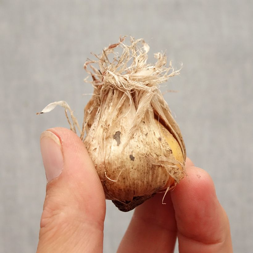 Ejemplar de Allium schubertii Arctic Snow - Ajo decorativo Bulbo calibre 12+ entregado en otoño