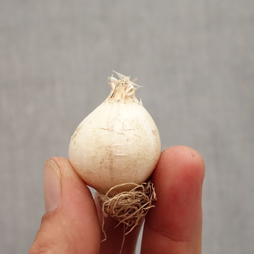 Ejemplar de Allium schubertii - Ajo decorativo Bulbo calibre 12+ entregado en otoño