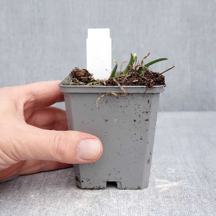 Allium In Orbit - Ajo decorativo Maceta de 8/9 cm calibre I Ejemplar entregado en invierno