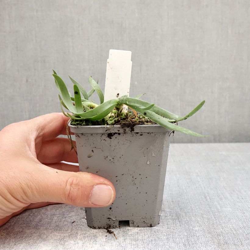 Allium In Orbit - Ajo decorativo Maceta de 8/9 cm calibre I Ejemplar entregado en la primavera
