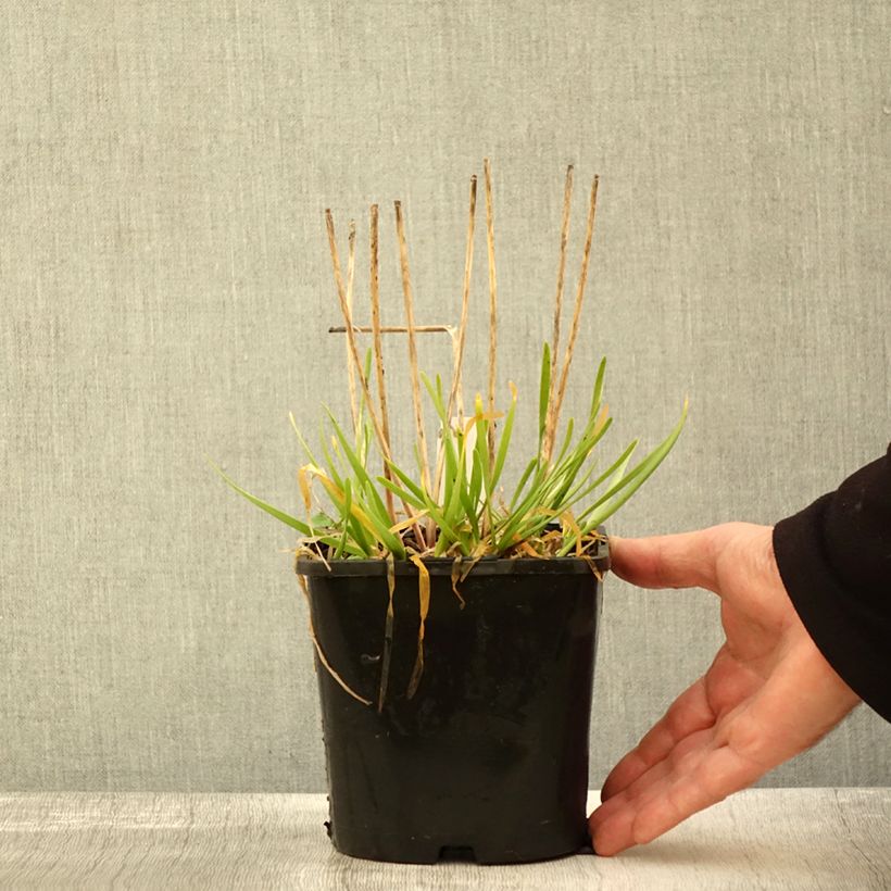 Ejemplar de Allium In Orbit - Ajo decorativo Maceta 2L/3L entregado en otoño