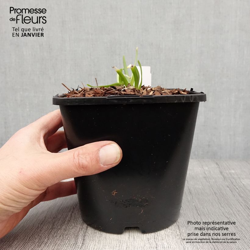 Allium In Orbit - Ajo decorativo Maceta 2L/3L Ejemplar entregado en invierno