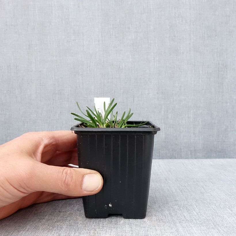 Allium Lisa Blue - Ajo decorativo Maceta de 8/9 cm calibre I Ejemplar entregado en la primavera