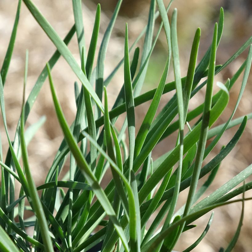 Allium Lisa Blue - Ajo decorativo (Follaje)