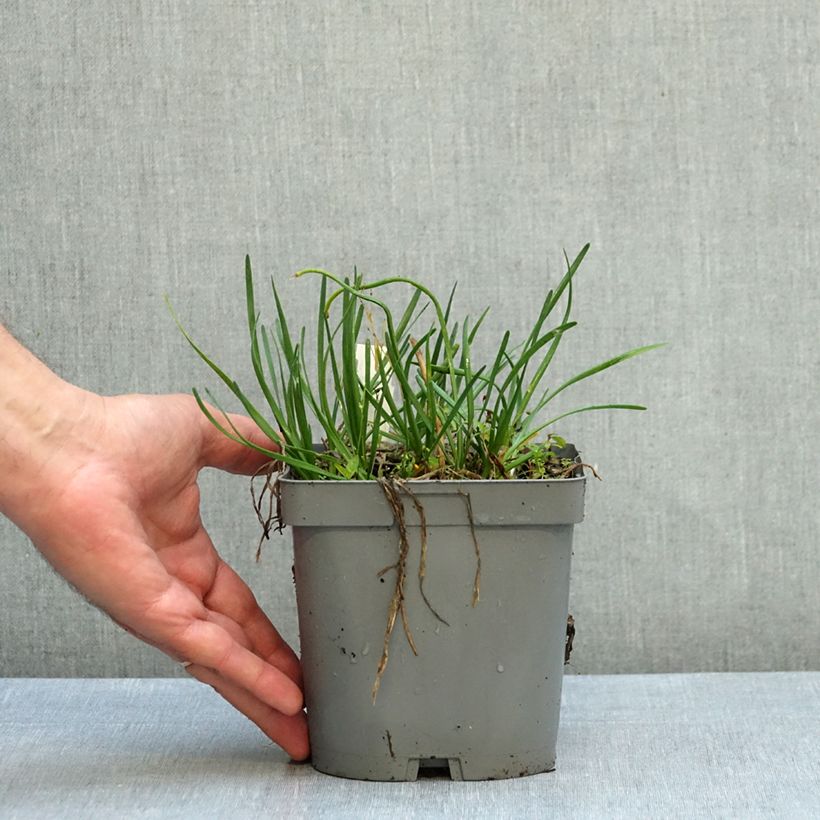 Ejemplar de Allium Lisa Blue - Ajo decorativo Maceta 2L/3L entregado en otoño