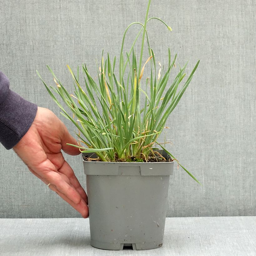 Ejemplar de Allium Lisa Blue - Ajo decorativo Maceta 2L/3L entregado en verano