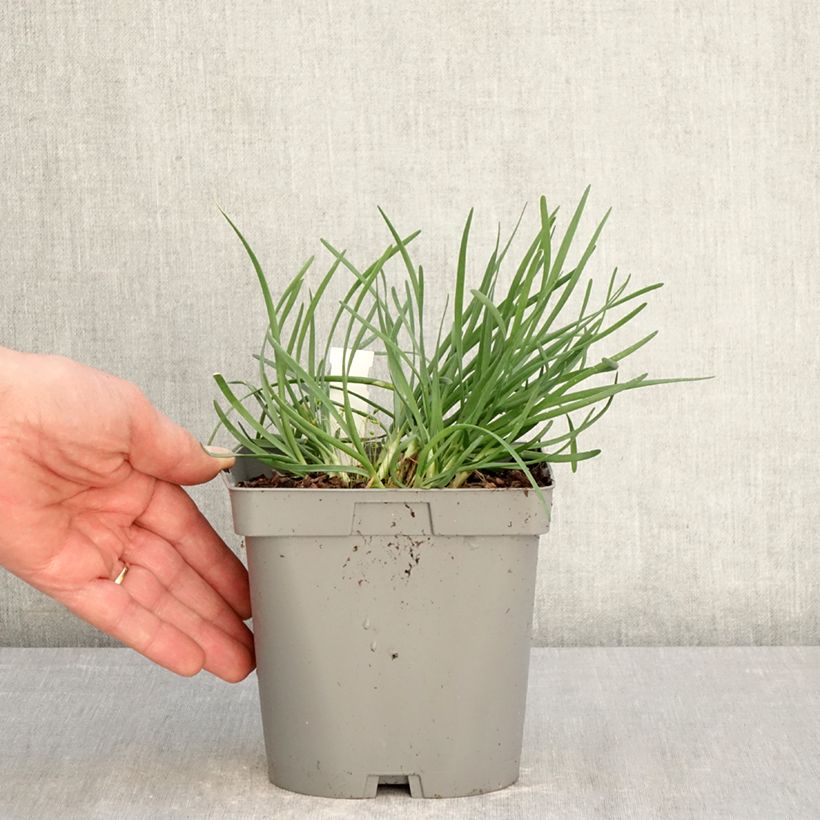 Allium Lisa Blue - Ajo decorativo Maceta 2L/3L Ejemplar entregado en la primavera