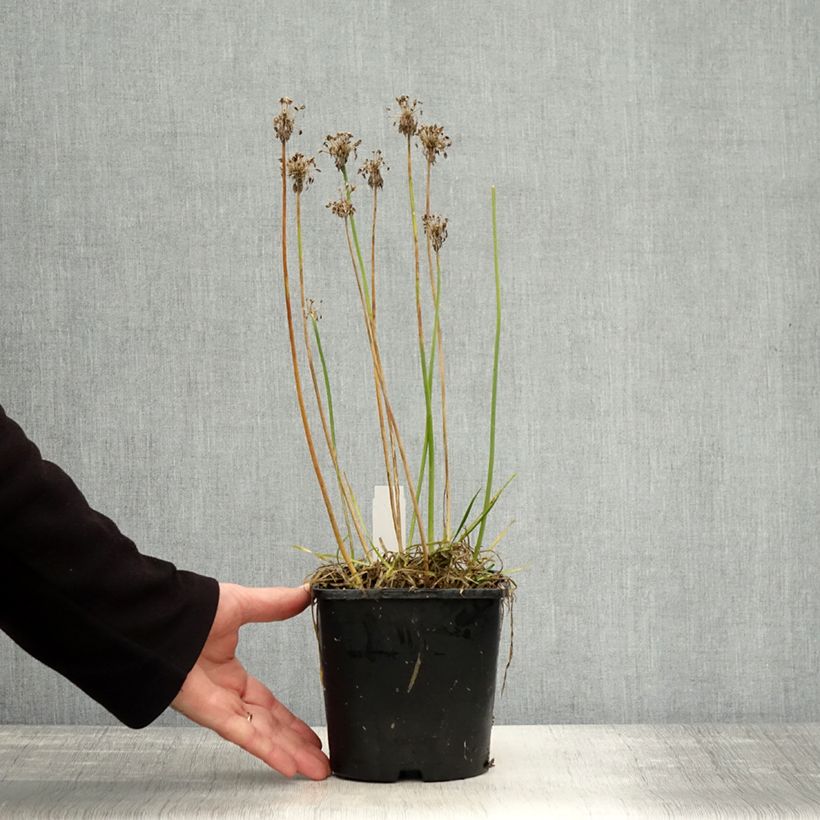 Ejemplar de Allium Lisa Green - Ajo decorativo Maceta 2L/3L entregado en otoño