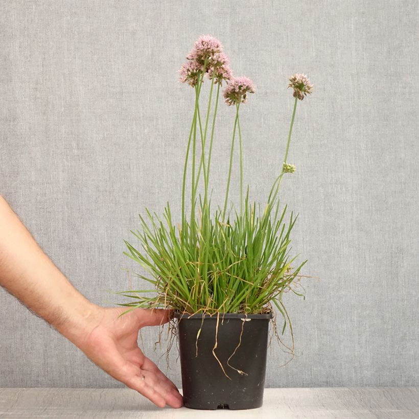 Ejemplar de Ail d'ornement - Allium senescens Lisa Green Pot de 2L/3L entregado en verano
