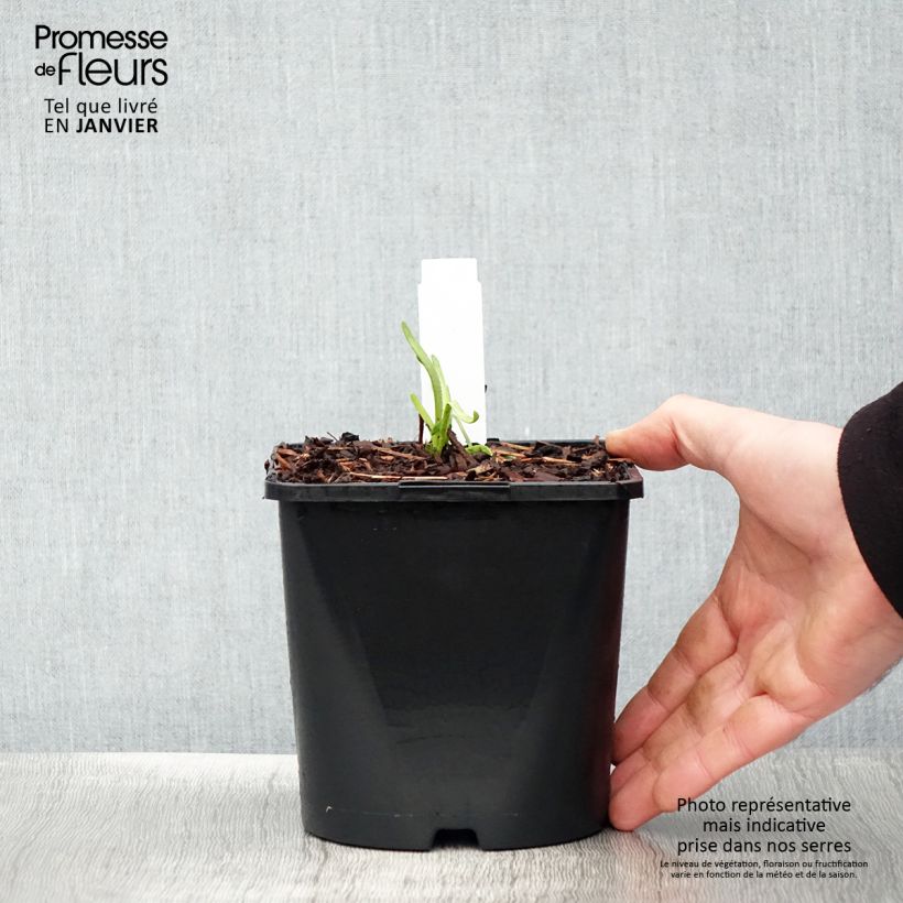 Allium Lisa Green - Ajo decorativo Maceta 2L/3L Ejemplar entregado en invierno