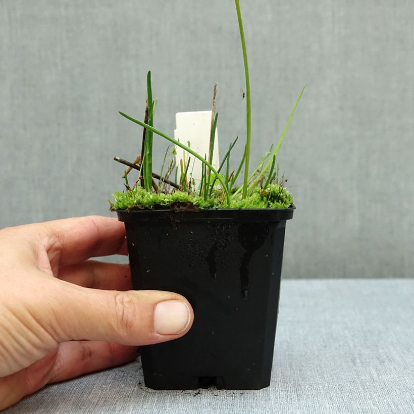 Ejemplar de Allium senescens subsp. montanum - Ajo decorativo Maceta de 8/9 cm calibre I entregado en otoño
