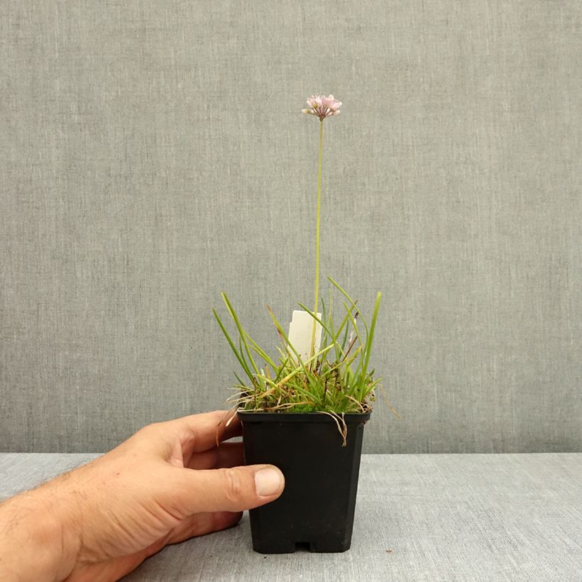 Ejemplar de Allium senescens subsp. montanum - Ajo decorativo Maceta de 8/9 cm calibre I entregado en verano