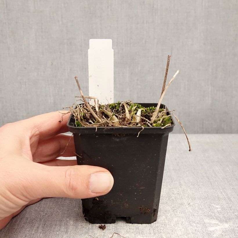 Allium senescens subsp. montanum - Ajo decorativo Maceta de 8/9 cm calibre I Ejemplar entregado en invierno