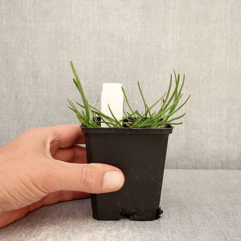 Allium senescens subsp. montanum - Ajo decorativo Maceta de 8/9 cm calibre I Ejemplar entregado en la primavera