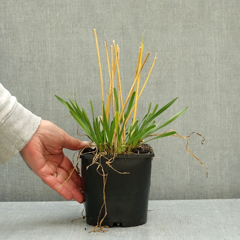 Ejemplar de Allium senescens Summer Beauty - Ajo decorativo Maceta 2L/3L calibre I entregado en otoño