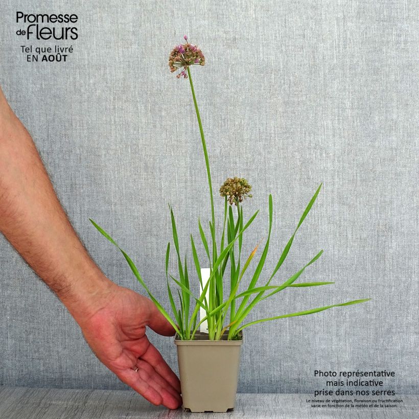 Ejemplar de Allium Serendipity - Ajo decorativo Maceta de 8/9 cm entregado en verano