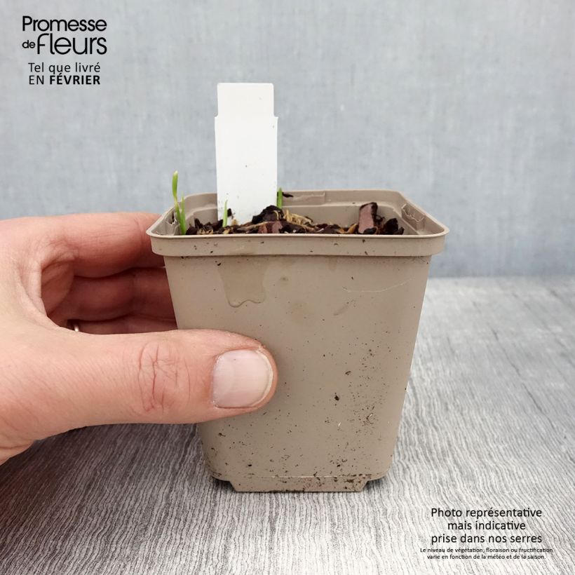 Allium Serendipity - Ajo decorativo Maceta de 8/9 cm Ejemplar entregado en invierno