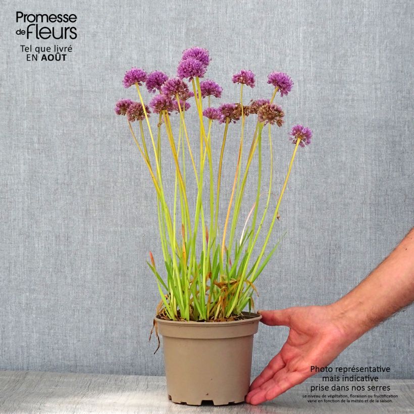 Ejemplar de Allium Serendipity - Ajo decorativo Maceta 2L/3L entregado en verano