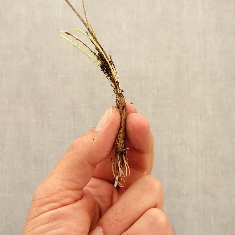 Ejemplar de Allium sikkimense - Ajo decorativo Bulbo calibre I entregado en otoño