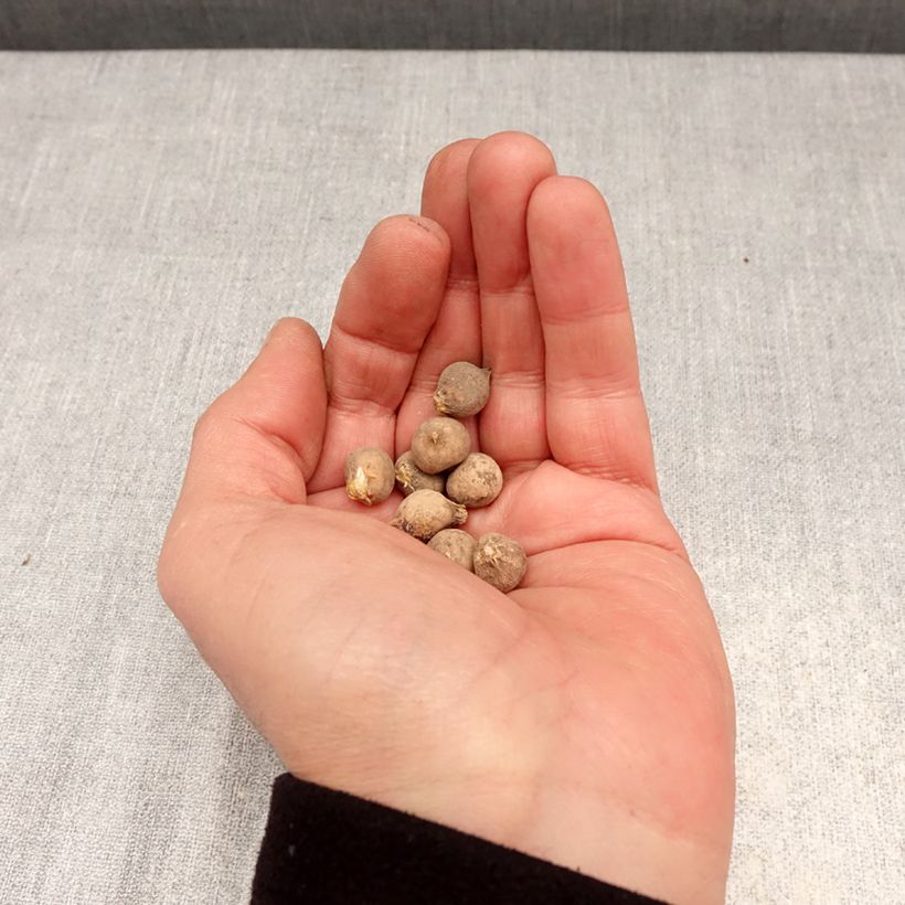 Allium sphaerocephalon - Ajo decorativo Bulbo calibre 4+ Ejemplar entregado en la primavera