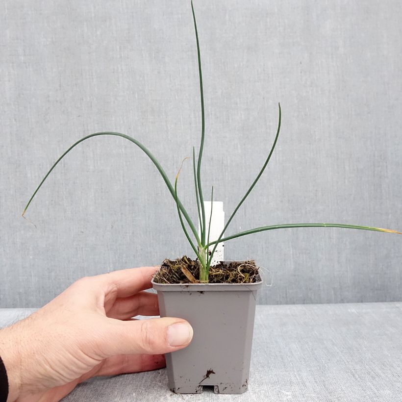 Allium sphaerocephalon - Ajo decorativo Maceta de 8/9 cm calibre 6+ Ejemplar entregado en invierno