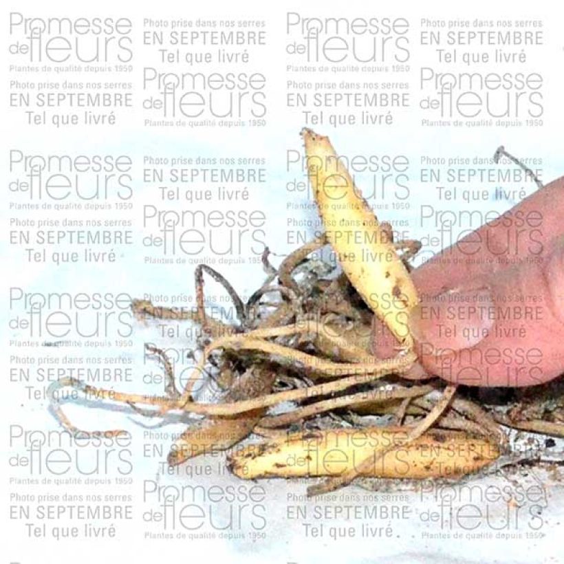 Ejemplo de ejemplar de Ajo de oso (bombillas) - Allium ursinum Bulbo calibre I tal y como se entrega