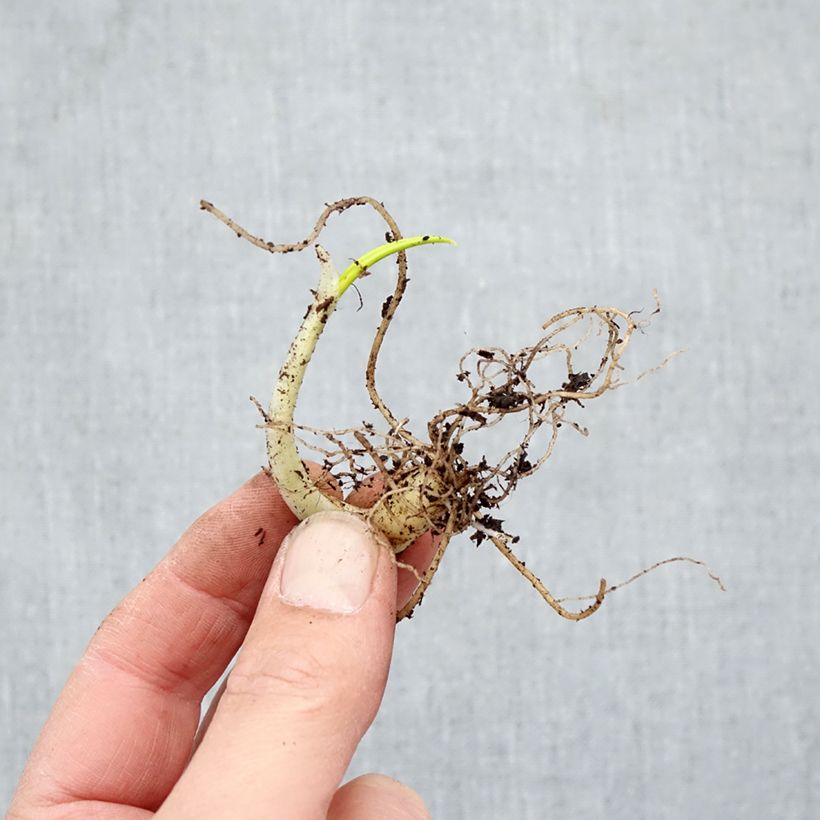 Ajo de oso (maceta) - Allium ursinum Raíces desnudas Ejemplar entregado en invierno