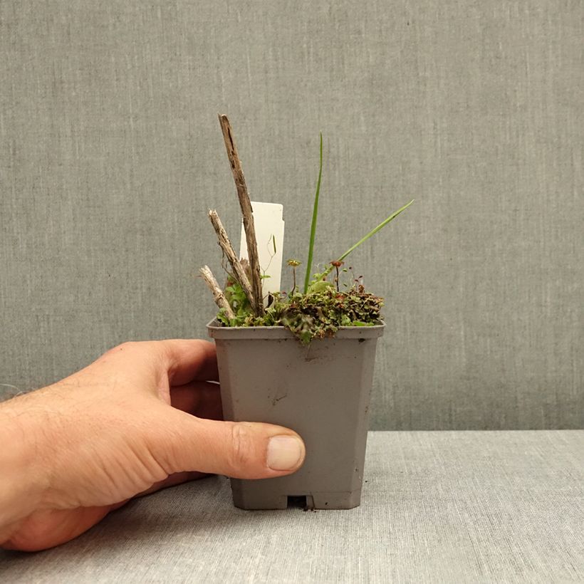 Ejemplar de Ajo rocambole Maceta de 8/9 cm entregado en otoño