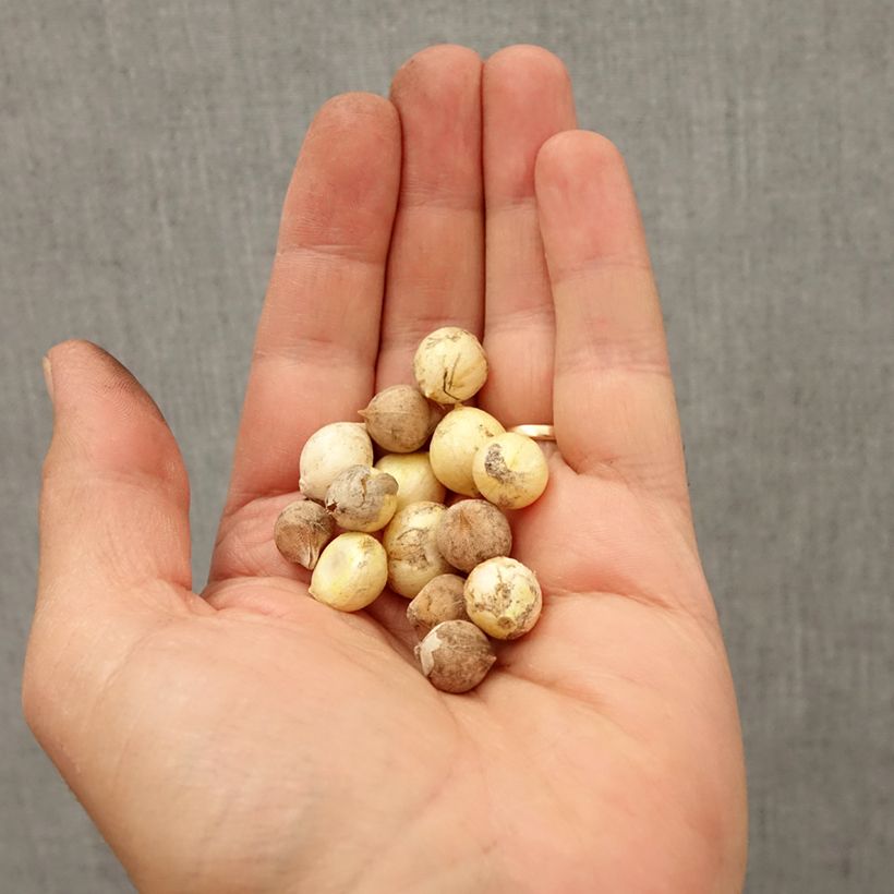 Ejemplar de Allium Mix Nana - Ajo decorativo Bulbo calibre 5+ entregado en otoño