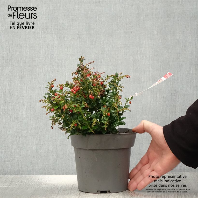 Arándano rojo Red Candy Maceta 1,5L/2L, Formación arbustiva Ejemplar entregado en invierno