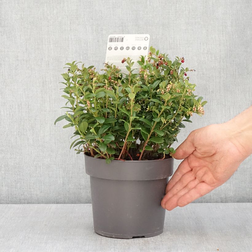 Arándano rojo Red Candy Maceta 1,5L/2L, Formación arbustiva Ejemplar entregado en la primavera