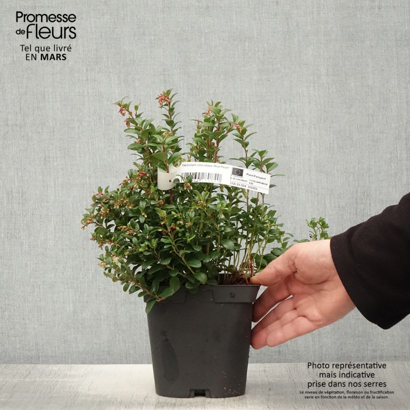 Arándano rojo Red Pearl Maceta 2L/3L Ejemplar entregado en la primavera