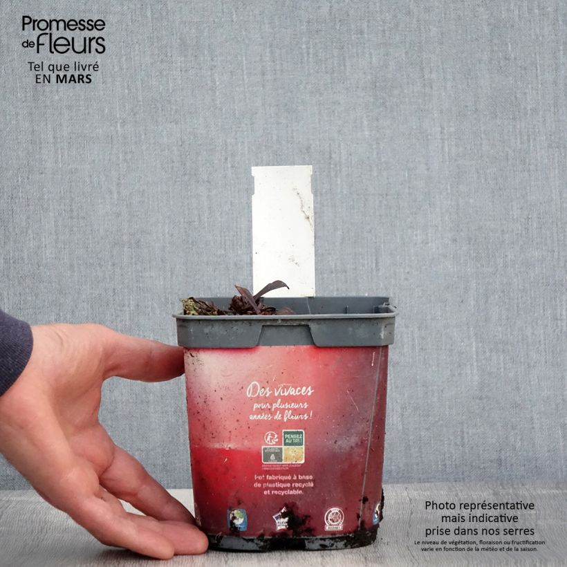 Ajuga Noble Nightingale - Búgula Maceta 2L/3L Ejemplar entregado en la primavera