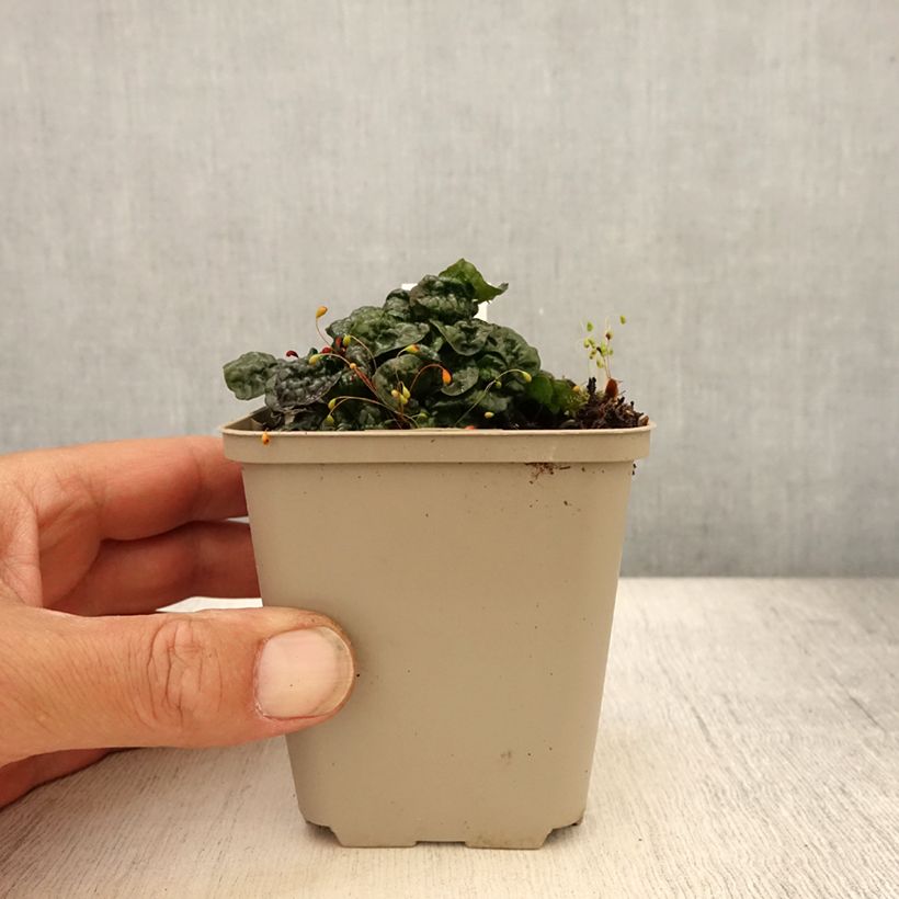 Ejemplar de Ajuga pyramidalis Metallica Crispa Maceta de 8/9 cm entregado en verano