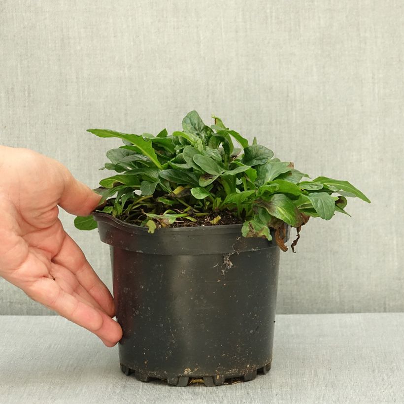 Ejemplar de Ajuga reptans Alba Maceta 2L/3L entregado en verano