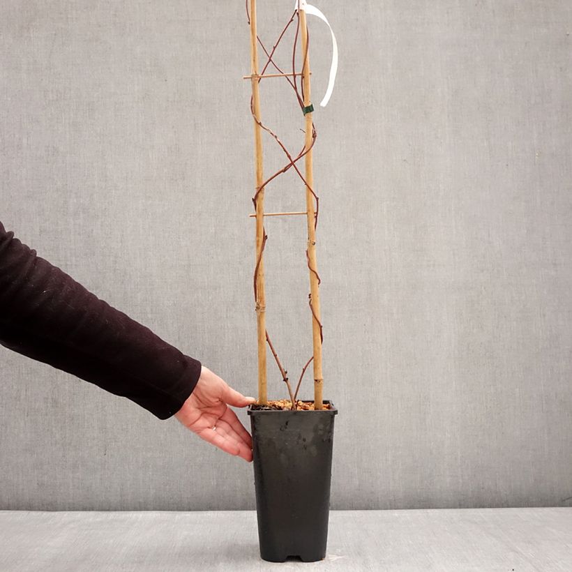 Akebia de cinco hojas Alba Maceta 3L/4L Ejemplar entregado en invierno