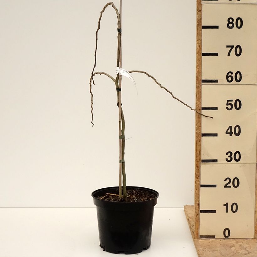 Acacia de Constantinopla Chocolate Fountain - Albizia Maceta 7,5L/10L Ejemplar entregado en la primavera