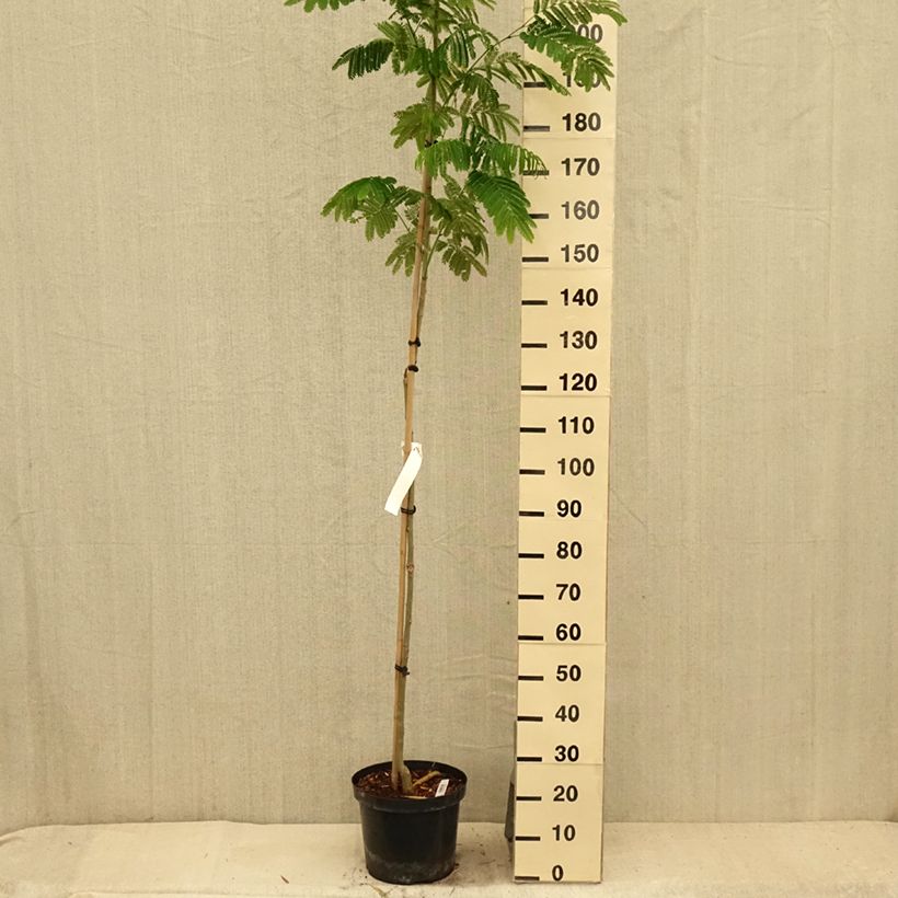 Ejemplar de Acacia de Constantinopla Evey's Pride - Albizia Maceta 7,5L/10L entregado en verano