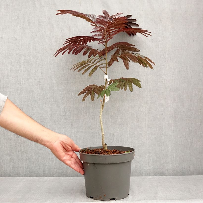 Ejemplar de Acacia de Constantinopla Evey's Pride - Albizia Maceta 4L/5L entregado en verano