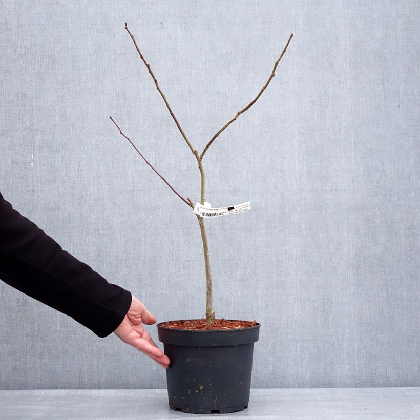 Acacia de Constantinopla Evey's Pride - Albizia Maceta 4L/5L Ejemplar entregado en invierno