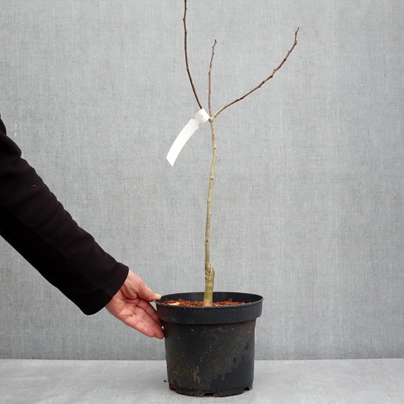 Acacia de Constantinopla Evey's Pride - Albizia Maceta 4L/5L Ejemplar entregado en la primavera