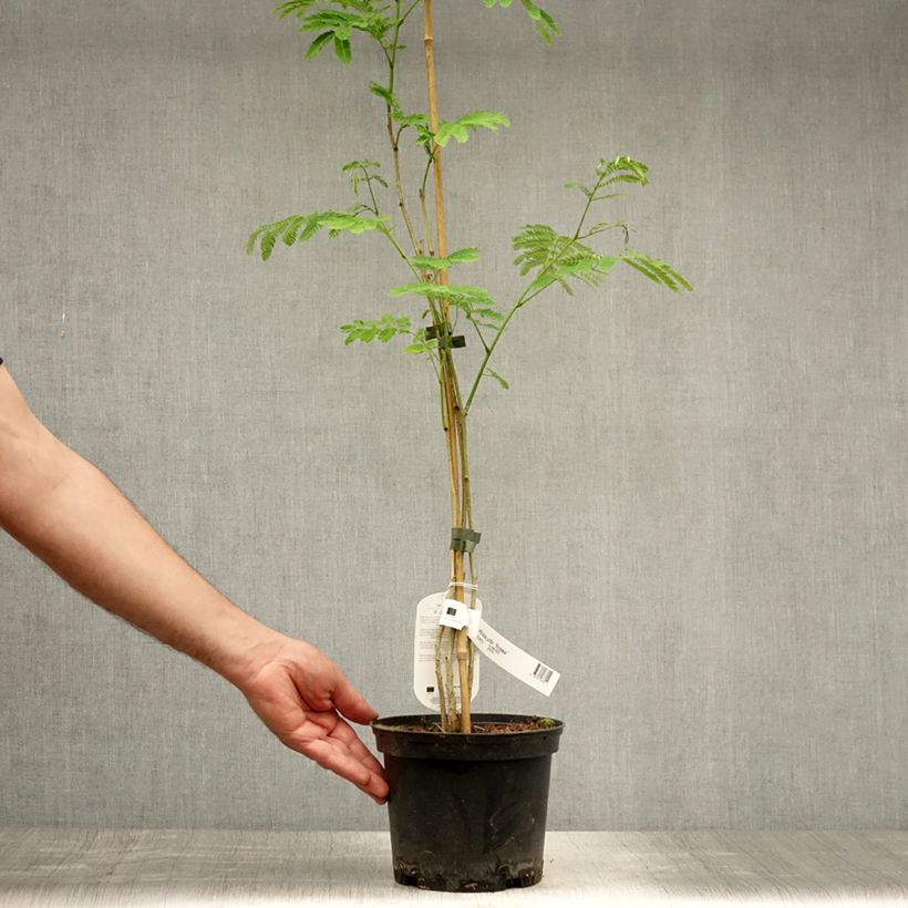 Ejemplar de Acacia de Constantinopla Rosea - Albizia Maceta 2L/3L entregado en verano