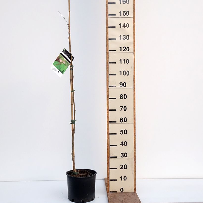 Acacia de Constantinopla Rosea - Albizia Maceta 7,5L/10L Ejemplar entregado en invierno