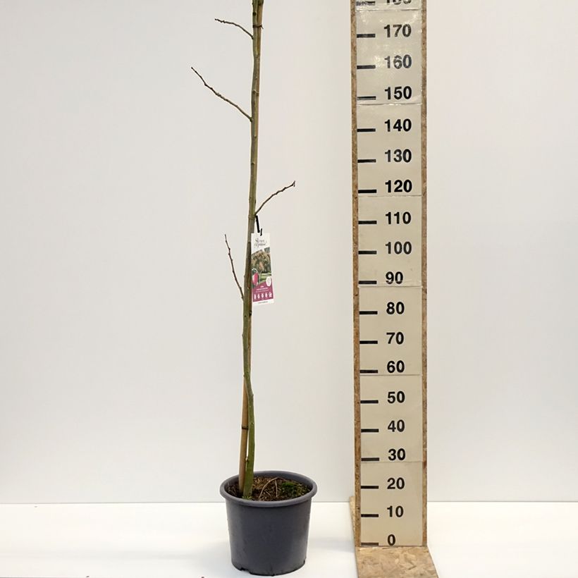 Acacia de Constantinopla Rouge Selection - Albizia Maceta 12L/15L Ejemplar entregado en invierno