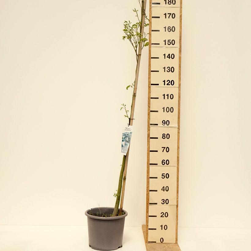 Acacia de Constantinopla Rouge Selection - Albizia Maceta 12L/15L, Arból joven Ejemplar entregado en la primavera