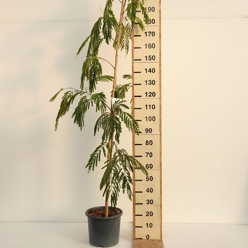 Ejemplar de Acacia de Constantinopla Rouge Selection - Albizia Maceta 12L/15L, Arból joven entregado en verano