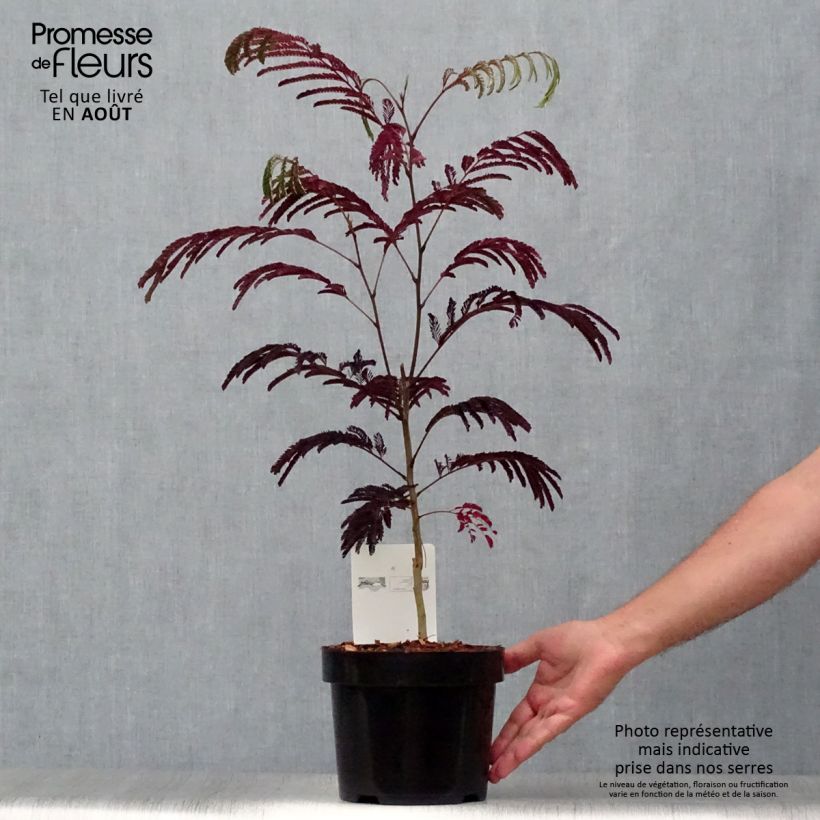 Ejemplar de Acacia de Constantinopla Summer Chocolate - Albizia Maceta 3L/4L entregado en verano