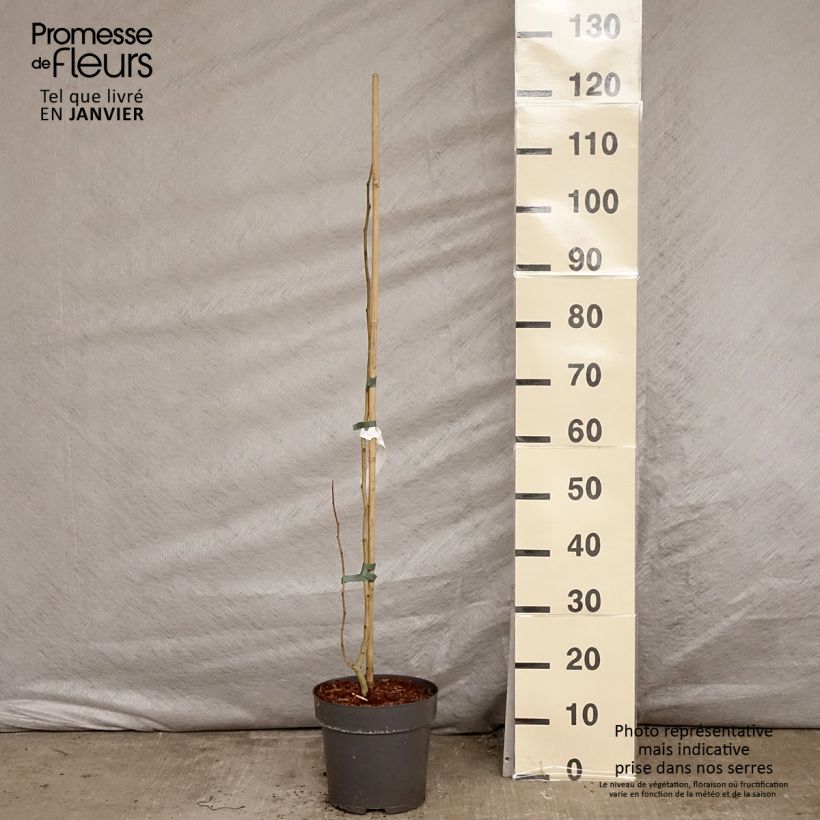 Acacia de Constantinopla Summer Chocolate - Albizia Maceta 7,5L/10L Ejemplar entregado en invierno