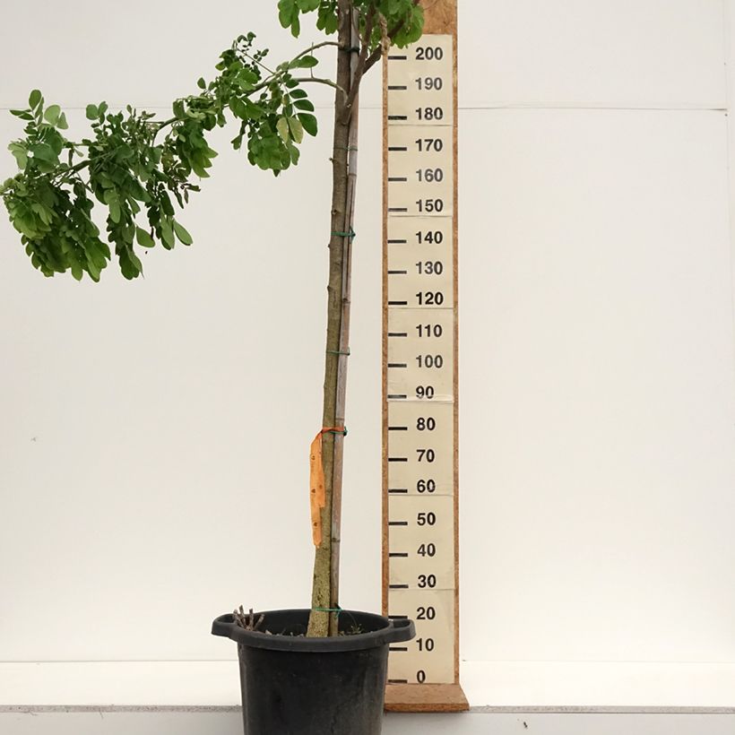 Ejemplar de Albizia saman - Samán Maceta 50L/55L entregado en otoño