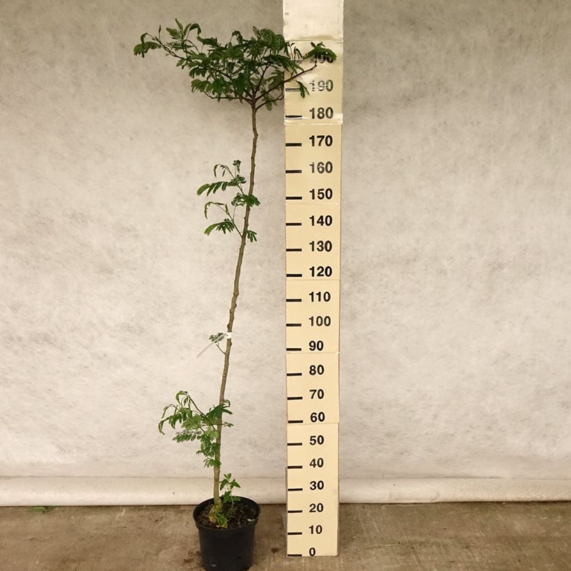 Ejemplar de Acacia de Constantinopla Tropical Dream - Albizia Maceta 7,5L/10L entregado en verano